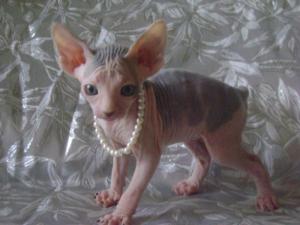 Sphynx Kitten