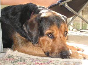 Mulder nappin in sun